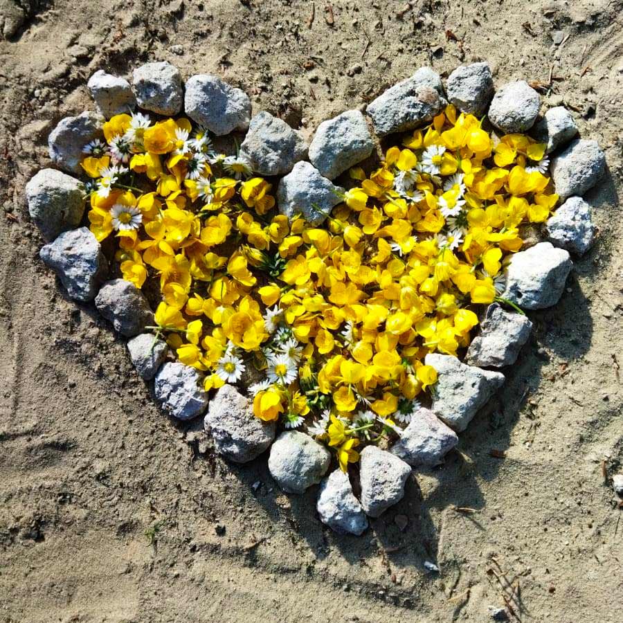 gelbe Blüten in einem Herz aus Steinen, groß