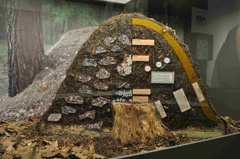 Querschnitt Ameisenhügel im Museum Lüneburg 