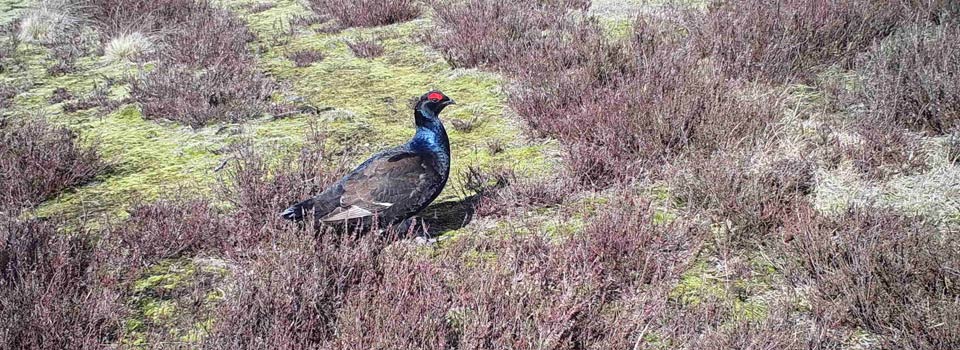 Birkhahn in der Lüneburger Heide