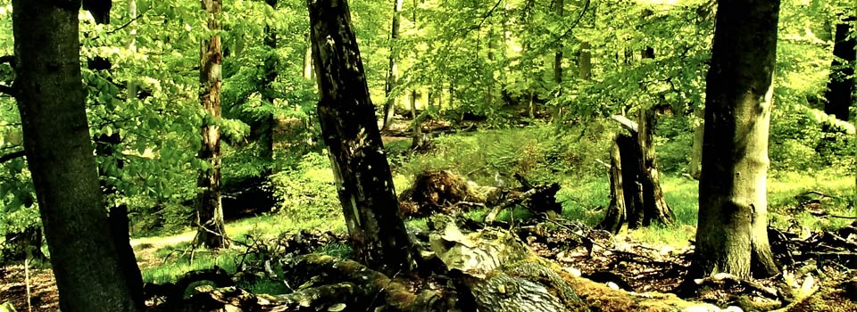 Waldmeister-Buchenwald im Nationalpark Müritz-Nationalpark