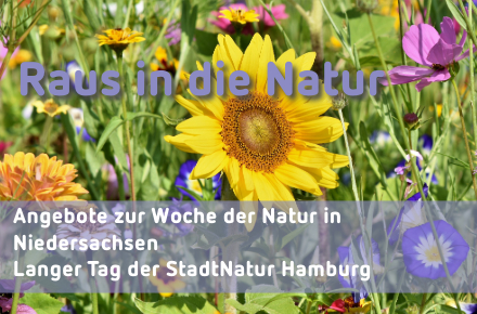 Woche der Natur: Wildblumen. Foto Ralphs_Fotos, Pixabay 