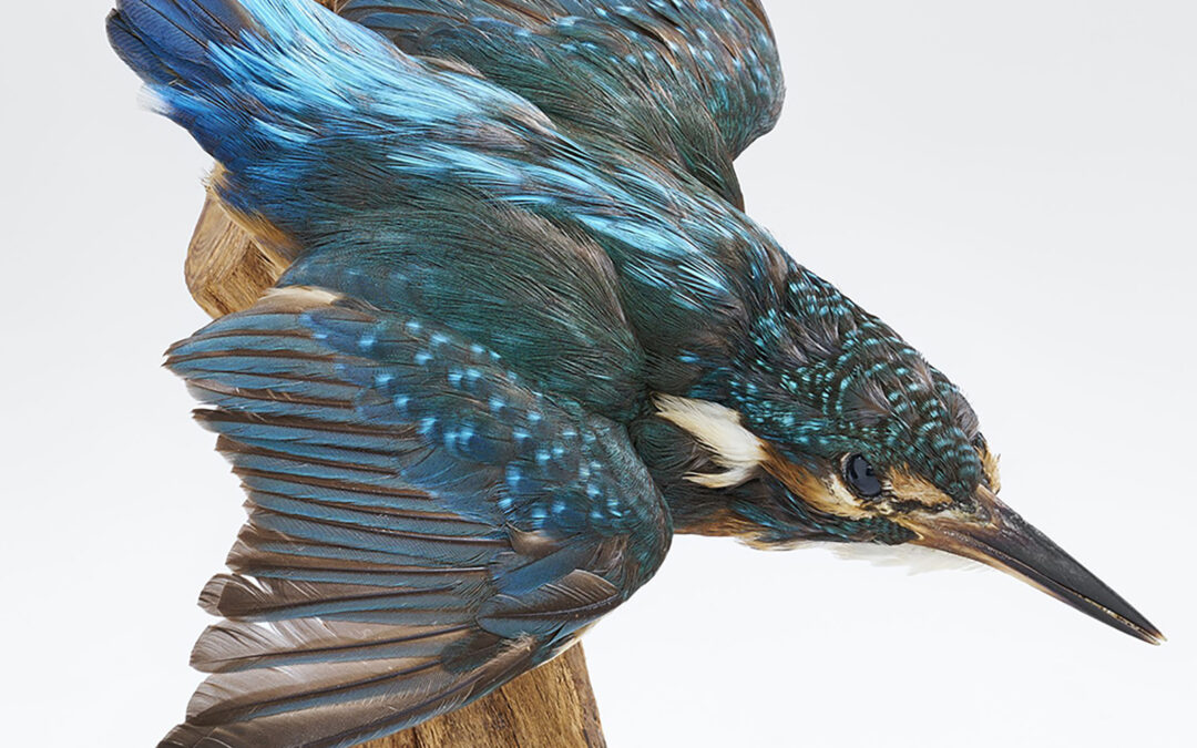 Eisvogel