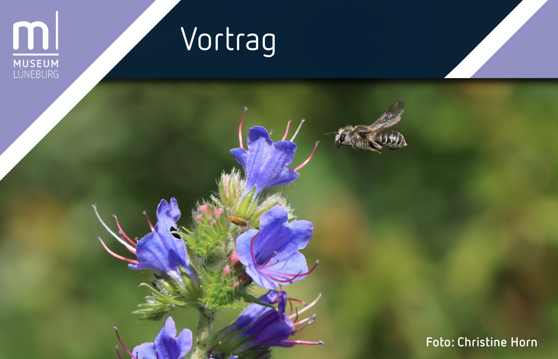 IMX Banner MLG-14-Vortrag Wendland