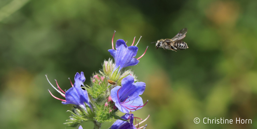 Vorlage Website MLG Vorschau-Kachel-6-Insektengeschichten - Natternkopf, Mauerbiene 3.7