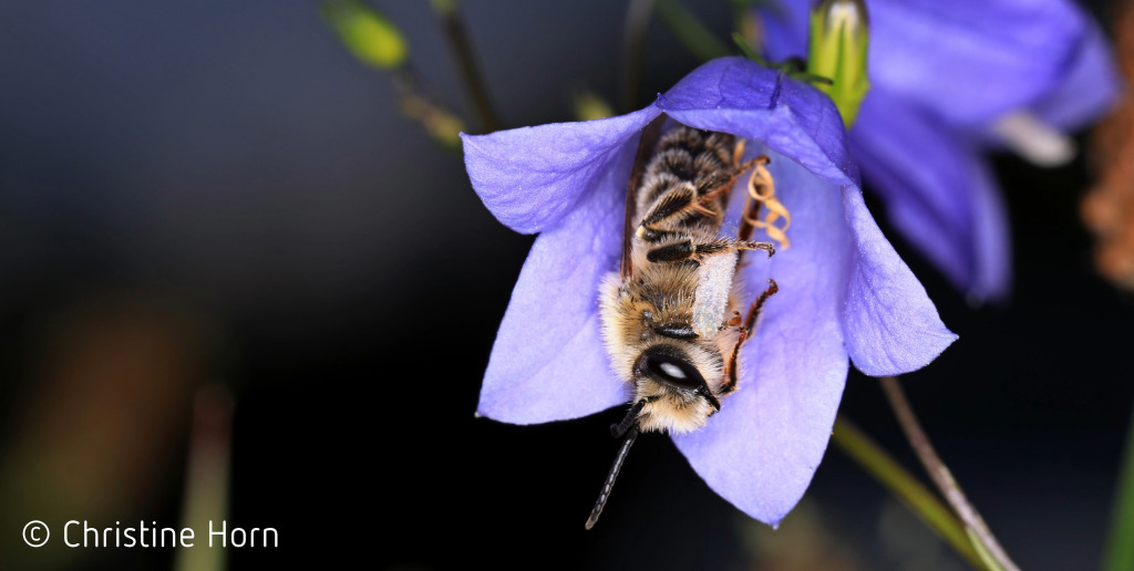 Vorlage Website MLG Vorschau-Kachel-7-Insektengeschichten - Glockeblume Sagehornbiene