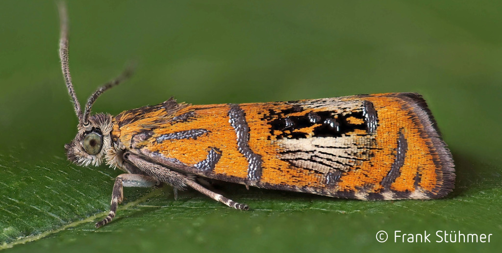 Vorlage Website MLG Vorschau-Kachel-8-Insektengeschichten - Schmetterling