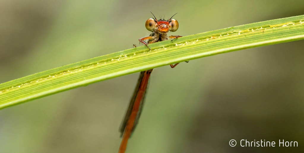 Wunder auf sechs Beinen – Lüneburger Insektengeschichten