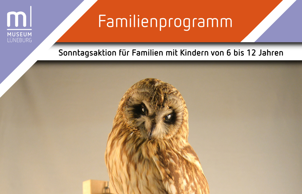 Sumpfeule aus der Sammlung des Museums